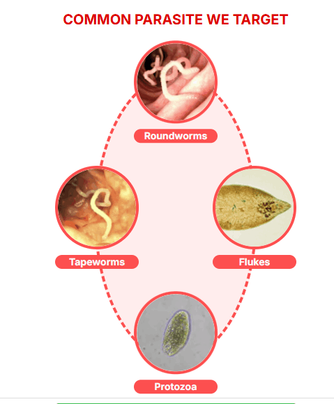 what is Clarexin Parasite Cleanse